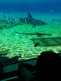 shark
